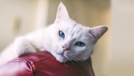 All white kitten store with blue eyes